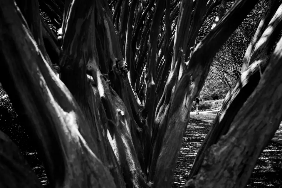 Through the crepe-myrtle trunks